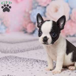 Jon, Boston Terrier Puppy